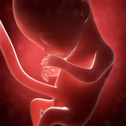 Je baby in week 20 van je zwangerschap